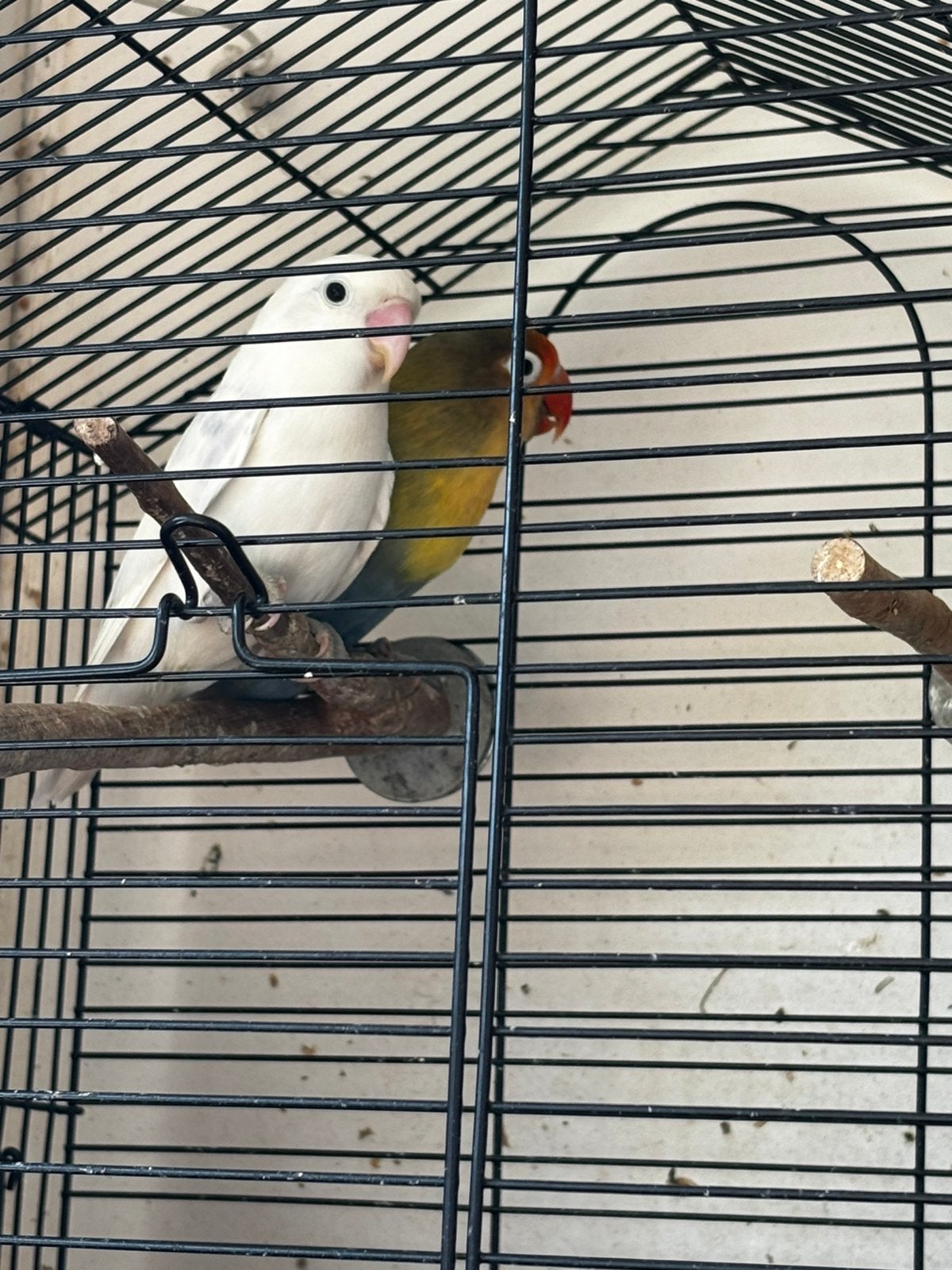 Jong koppel agapornis, Dieren en Toebehoren, Vogels | Parkieten en Papegaaien