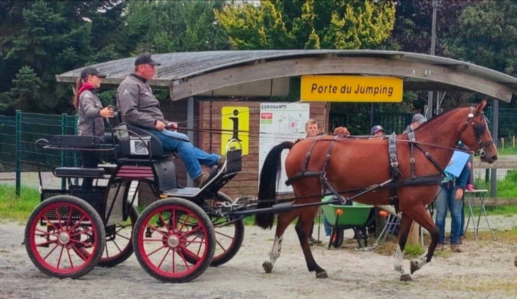 4,5 jarige Freiberger/Franches Montagnes merrie met veldtest, Merrie, Minder dan 160 cm, 3 tot 6 jaar, Recreatiepaard