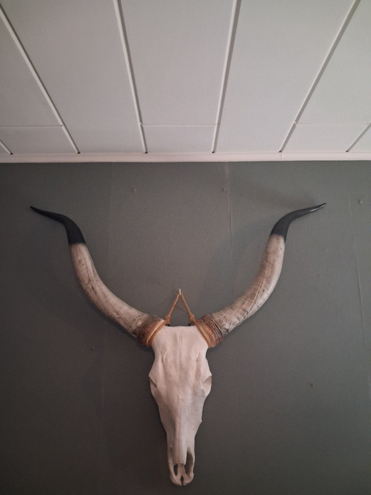 longhorn skull, Ophalen