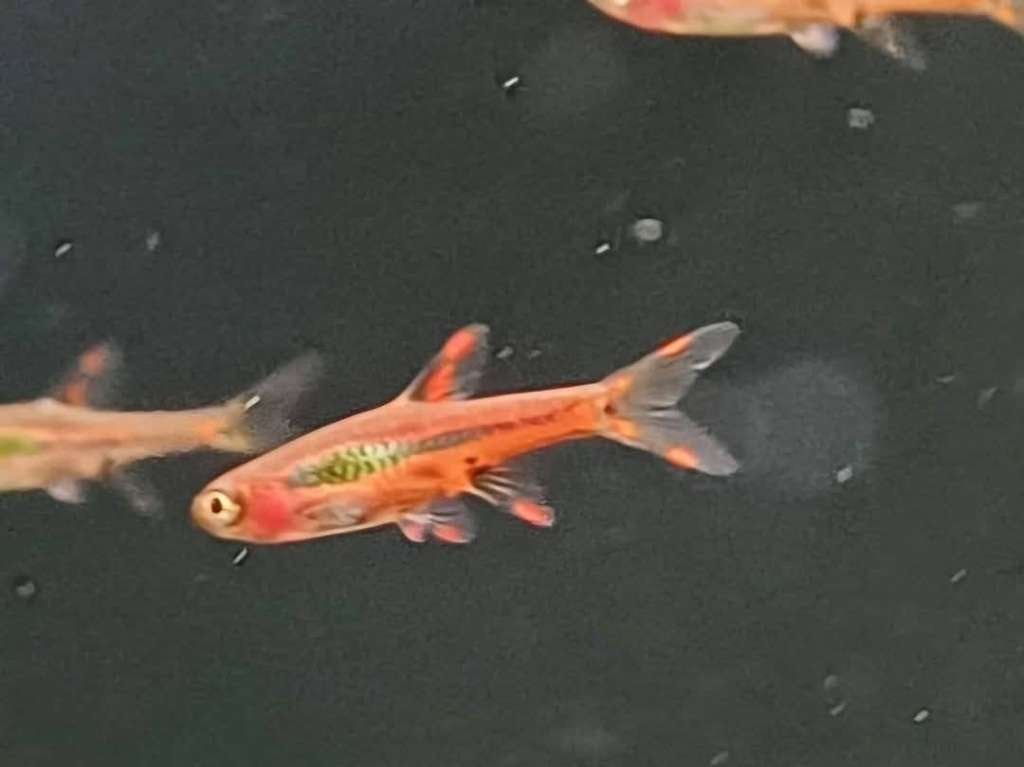 Hobbyaquarium Boraras brigittae / dwergrasbora, Dieren en Toebehoren, Vis, Zoetwatervis, Schoolvis