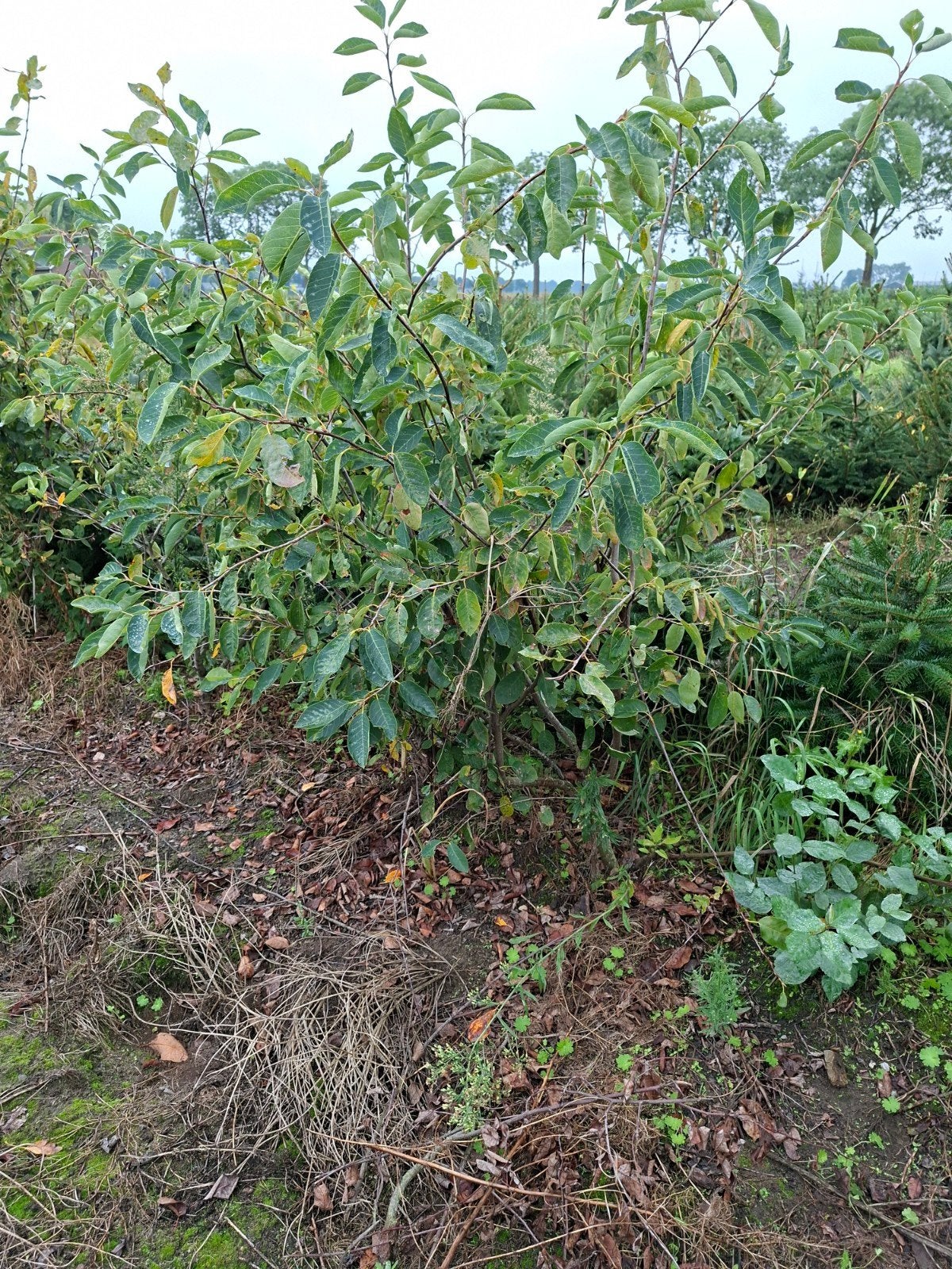 krentenstruik, amelanchier lamarckii. tot 175 cm, Ophalen of Verzenden