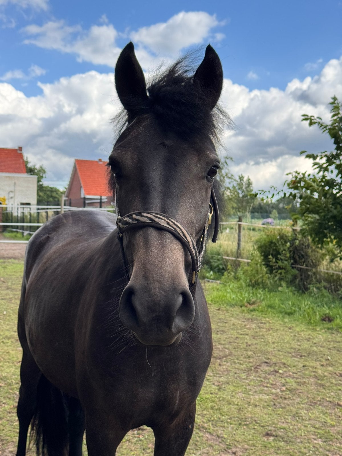 Super brave 2,5 jarige merrie, Dieren en Toebehoren, Paarden, Merrie, Gechipt