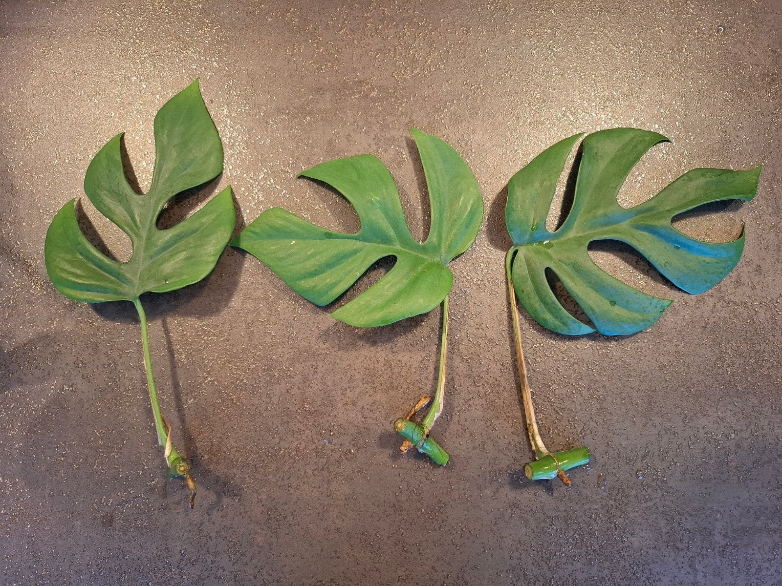 stekjes monstera minima - Rhaphidophora Tetrasperma, Huis en Inrichting, Groene kamerplant, Ophalen, Overige soorten