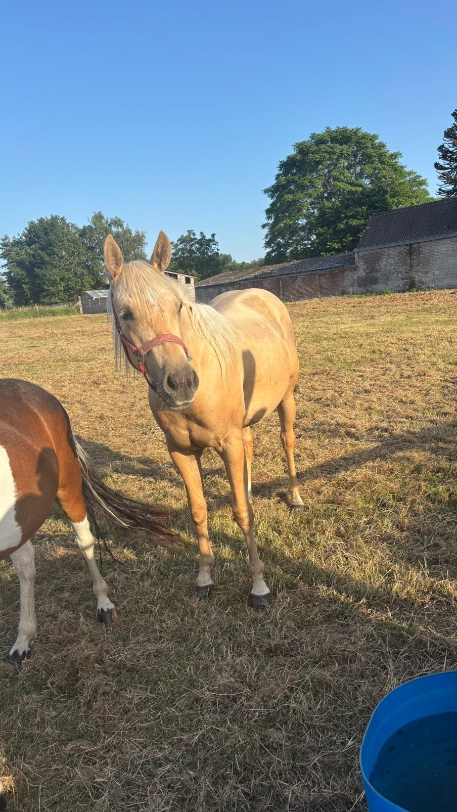 palomino quarter merrie, Dieren en Toebehoren, Minder dan 160 cm, Niet van toepassing, 0 tot 2 jaar, Westernpaard