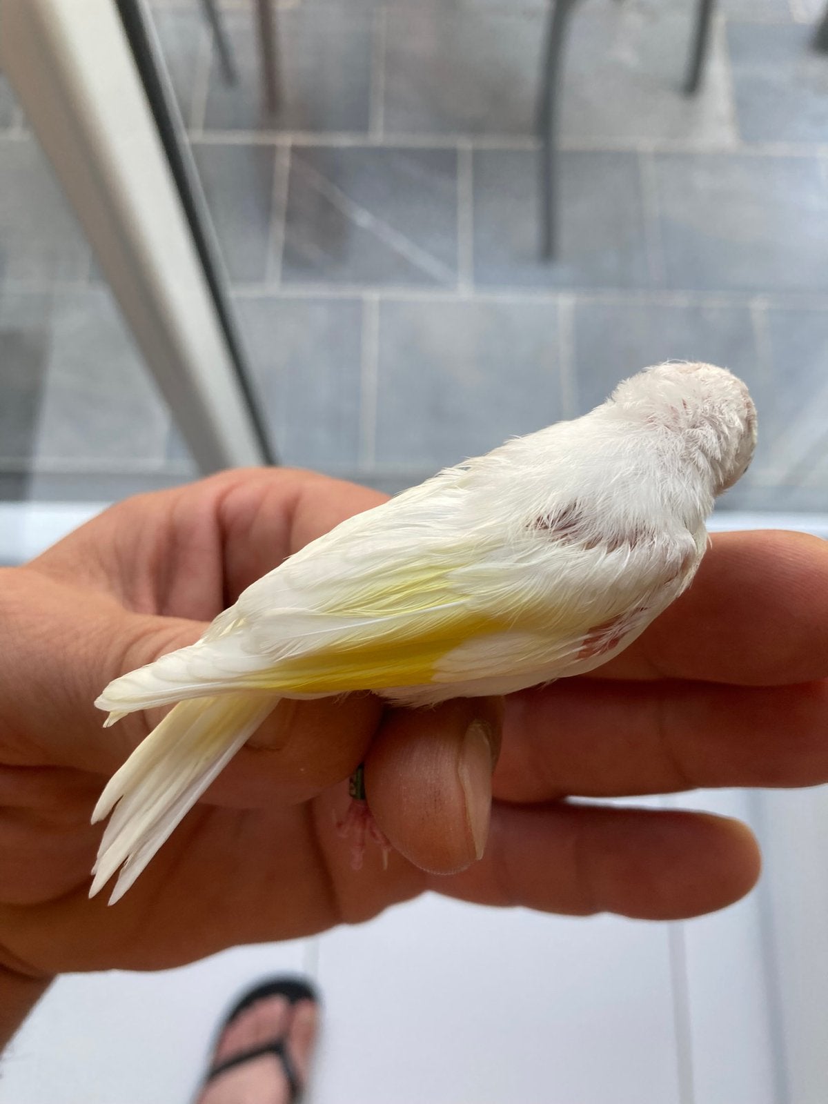 Parva blanc, Animaux & Accessoires