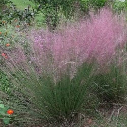 Muhlenbergia capillaris, Tuin en Terras, Ophalen