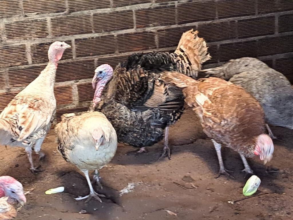 Broedeieren kalkoen, Dieren en Toebehoren, Pluimvee, Meerdere dieren, Kalkoen