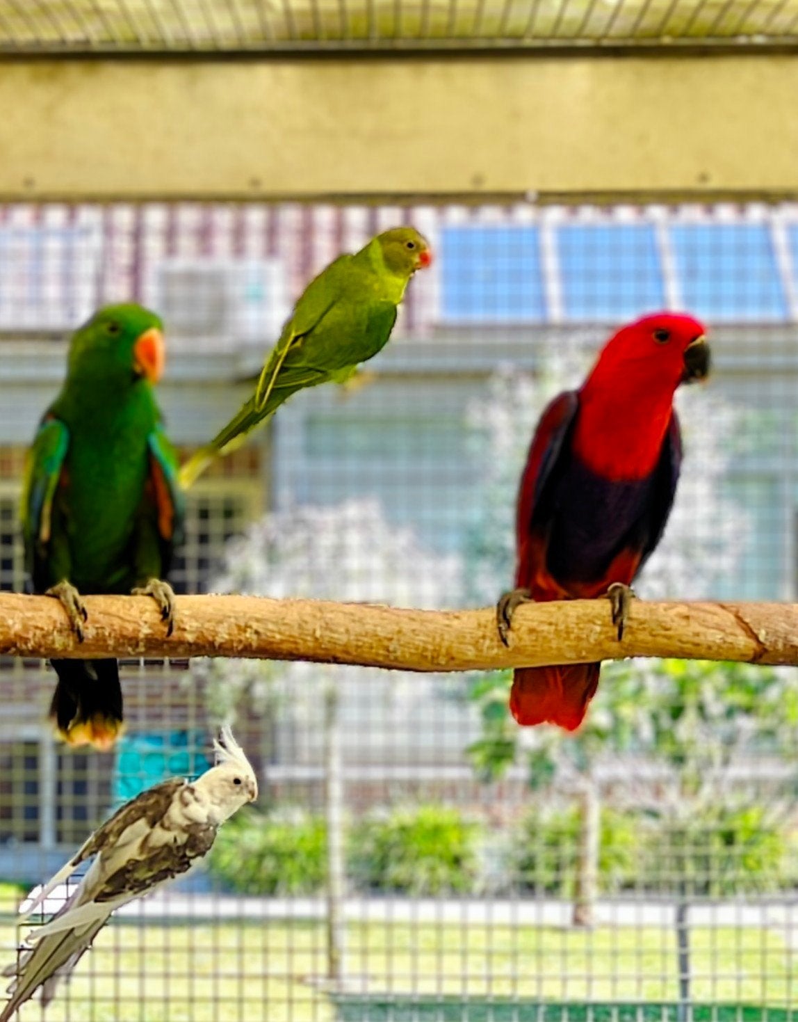 Edelpapegaai man en pop april 2026, Dieren en Toebehoren, Vogels | Parkieten en Papegaaien, Meerdere dieren, Papegaai, Geringd
