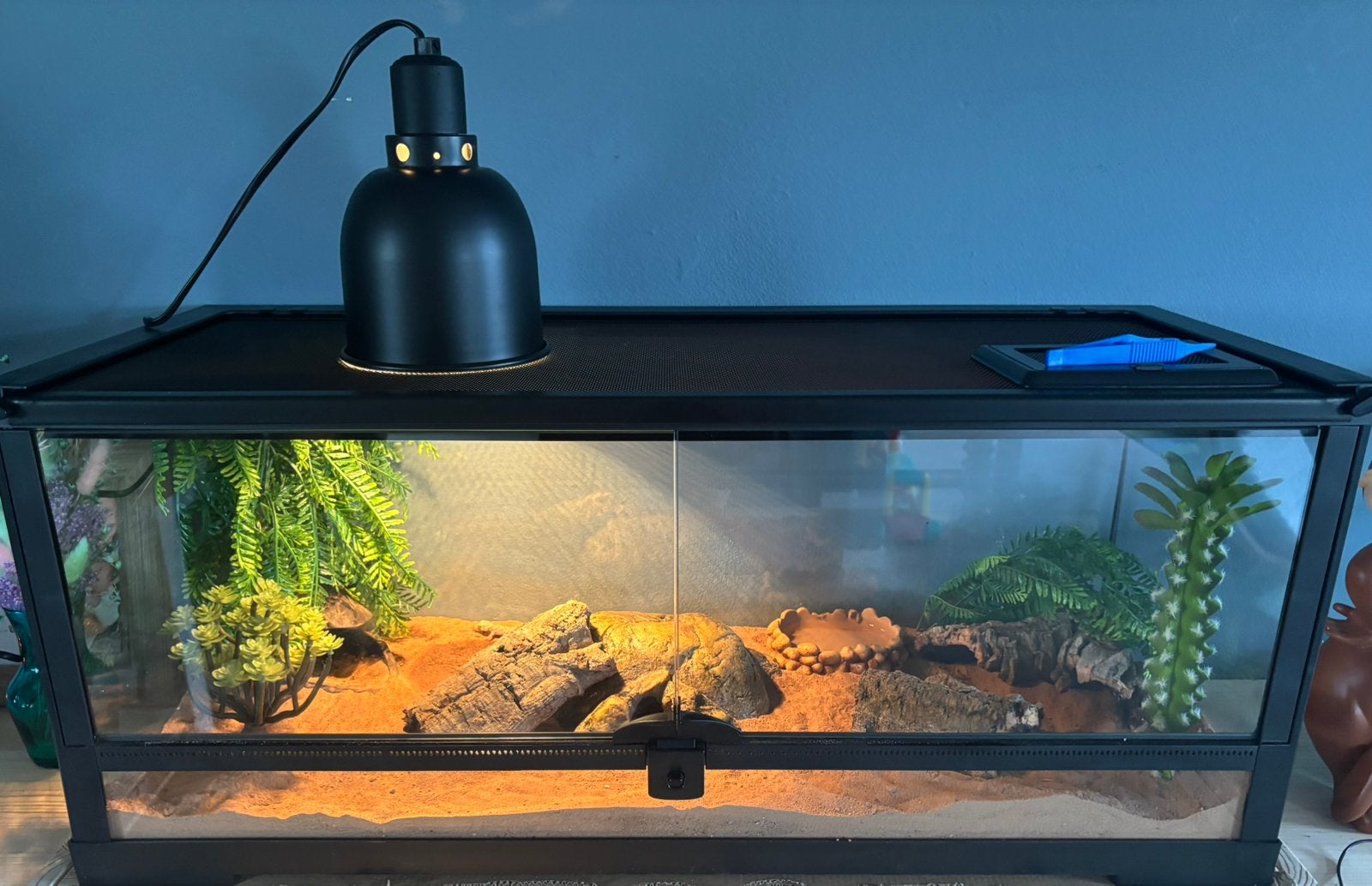 3 Dunvingergekko’s + Repto Terra Earth 76*30*30, Animaux & Accessoires, Enlèvement, Neuf, Terrarium ou Paludarium