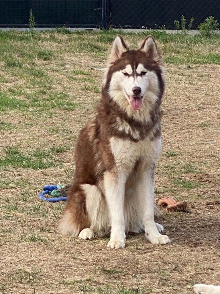 Husky puberpups te koop, België, Particulier, 15 weken tot 1 jaar, Overige rassen