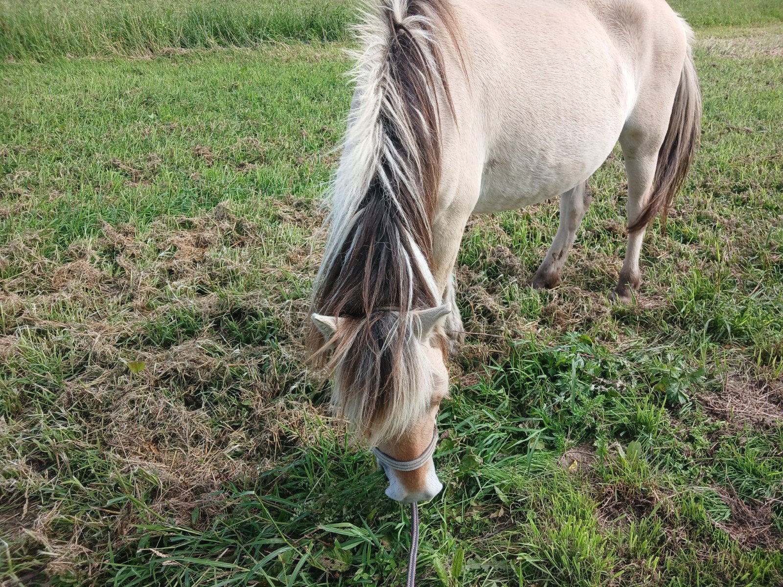 3 jarige Fjord met stamboom onbeleerd, Jument, Non dressé, Avec pedigree