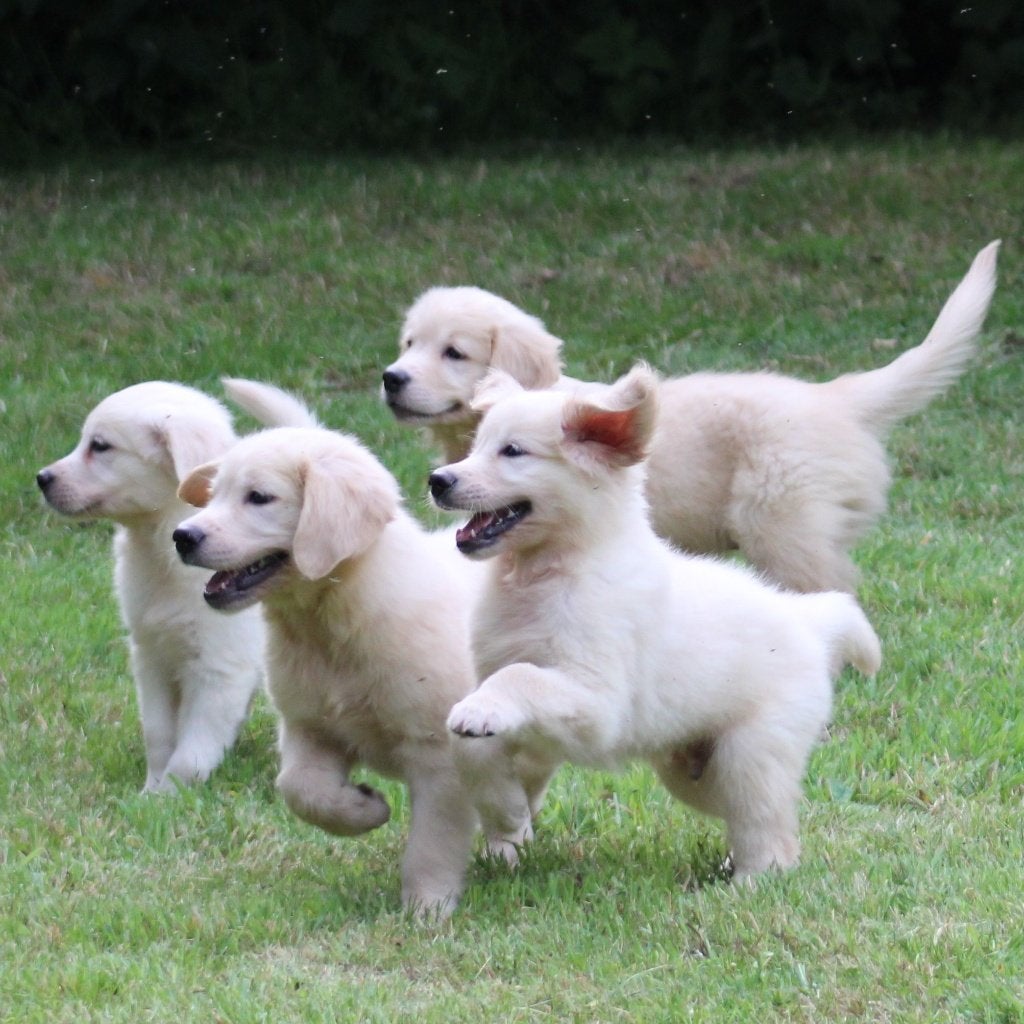 Chiots Golden Retriever, Golden retriever, Maladie de Carré (chiens), Plusieurs, Belgique