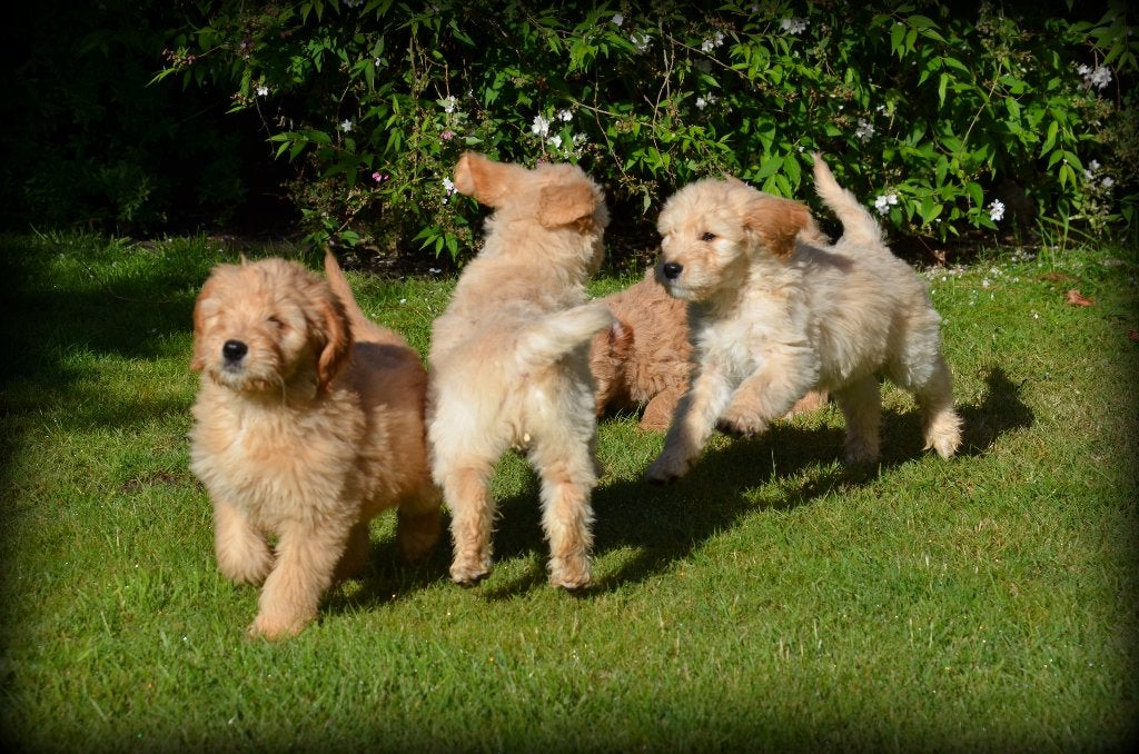 Goldendoodle pups, Parvo, België, 15 weken tot 1 jaar, Overige rassen