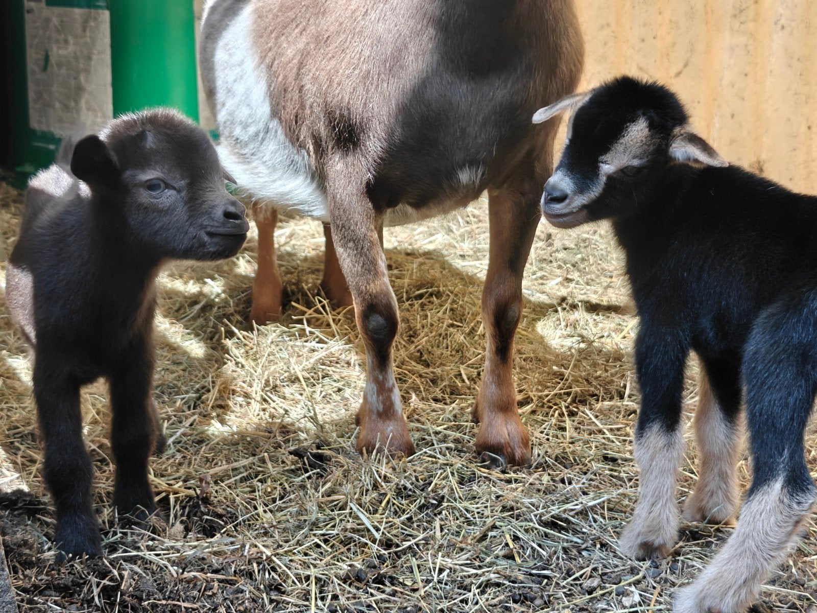 Geitjes Te koop, Animaux & Accessoires, Mâle, Chèvre, 0 à 2 ans