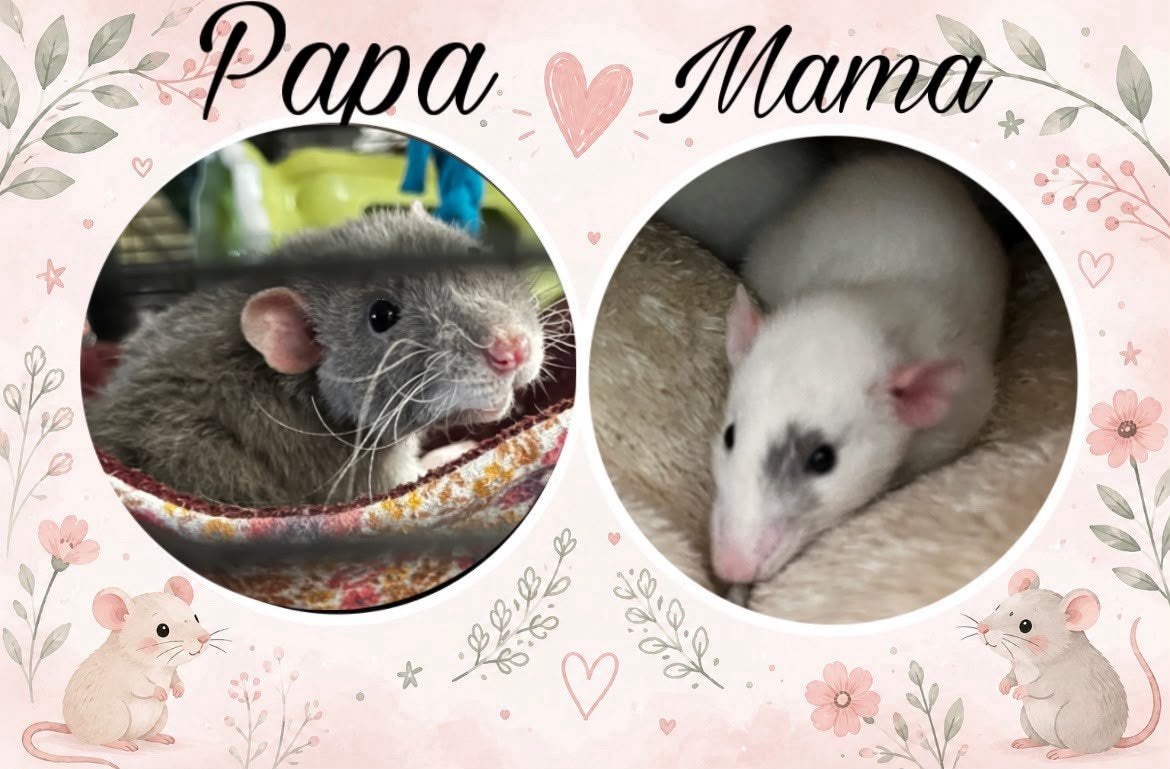 tamme ratjes, Rat, Août, Domestique, Plusieurs animaux