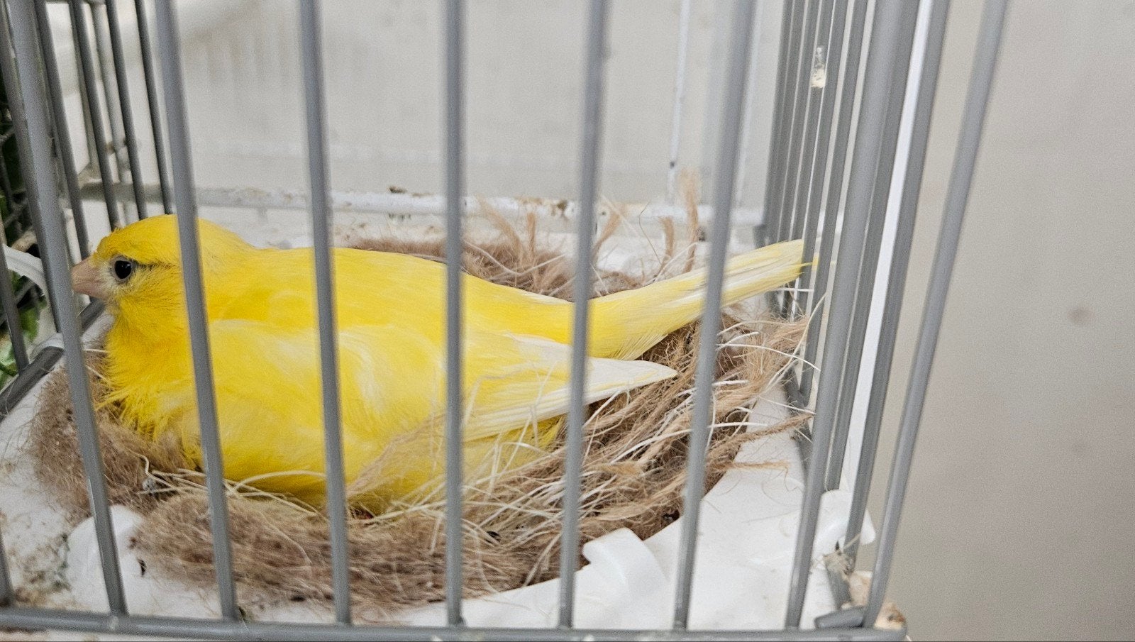 canaris five fancy femelle 2025 jaune intensif + femelle pan, Femelle, Canari de couleur