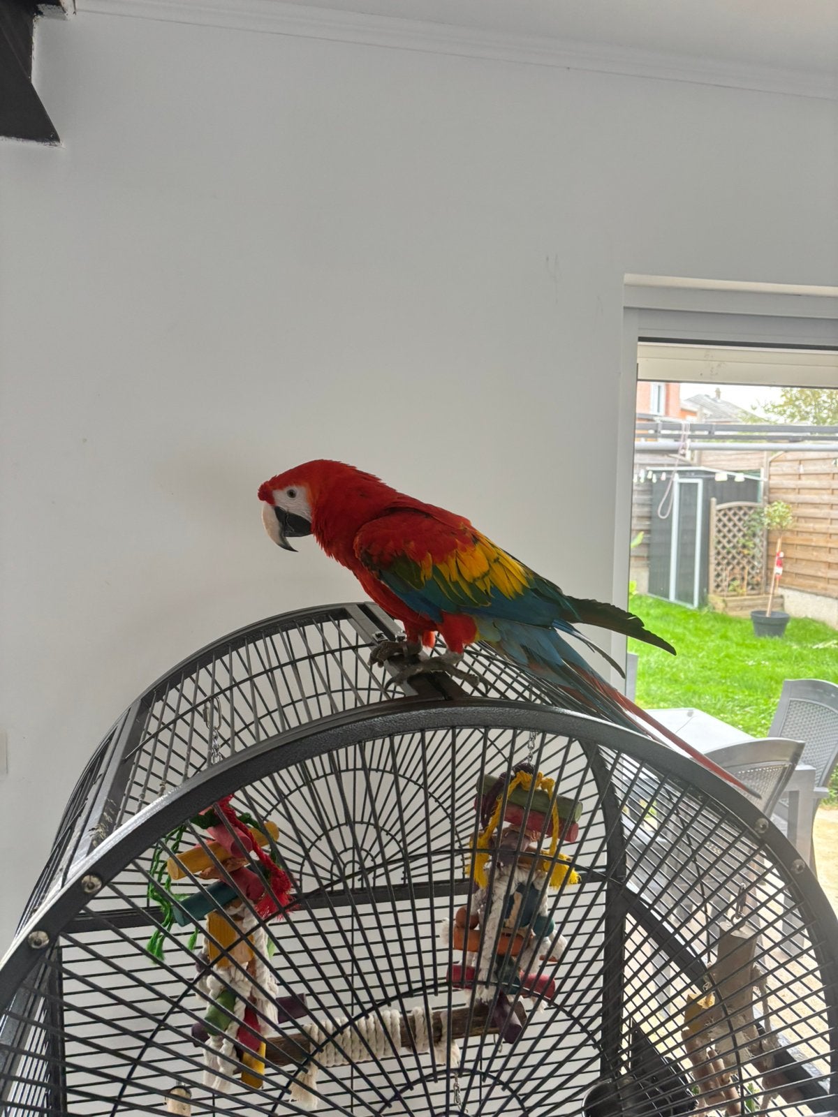 Ara Macao, Animaux & Accessoires, Femelle