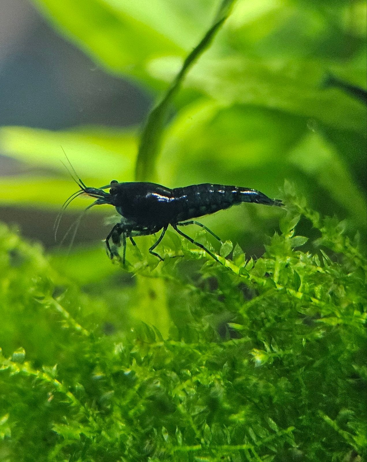 Neocaridina davidi blauwe garnaal