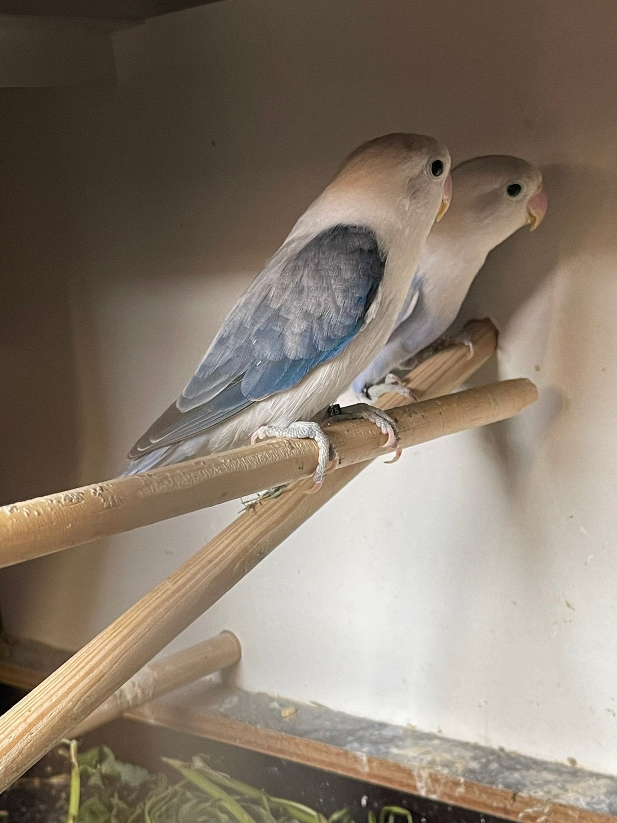 Inseparable fischeri, Animaux & Accessoires, Femelle