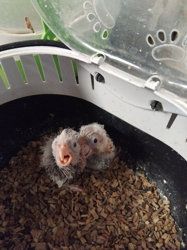 Bébé eam, Plusieurs animaux, Perruche, Domestique
