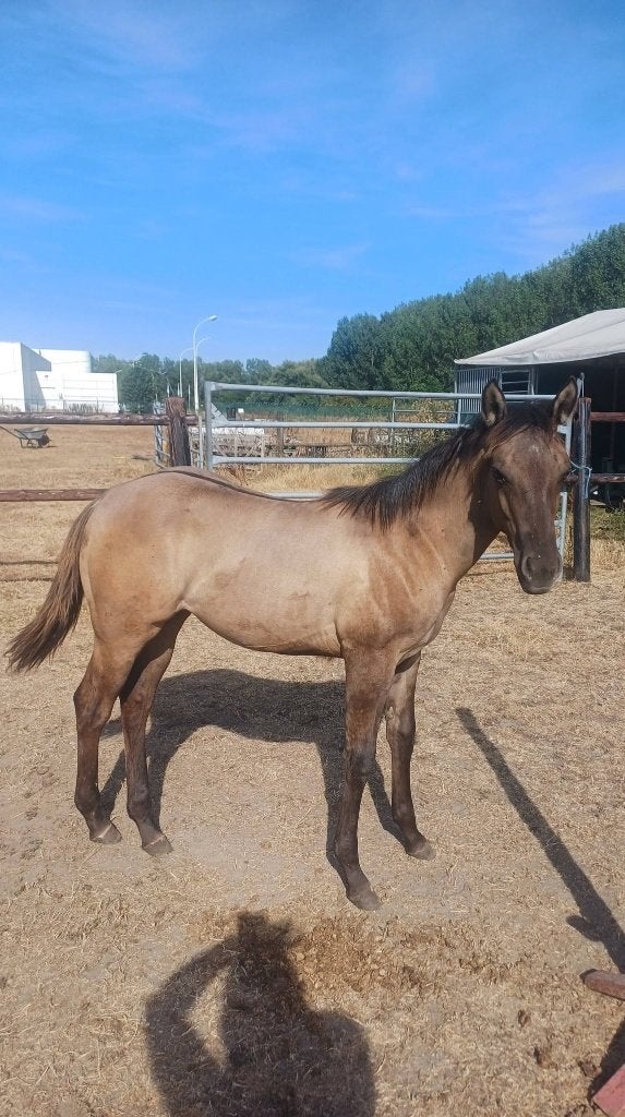 AQHA Smokey Grullo merrie veulen, Merrie, Minder dan 160 cm, Met stamboom, 0 tot 2 jaar
