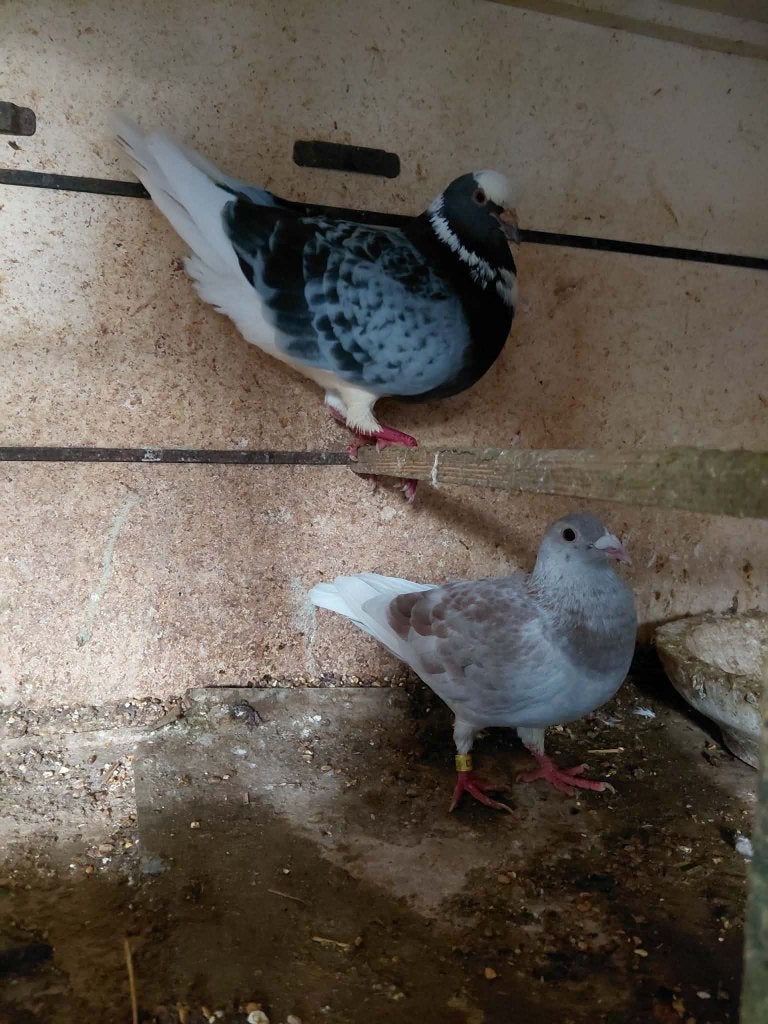 pigeons, Animaux & Accessoires, Mâle, Autres espèces