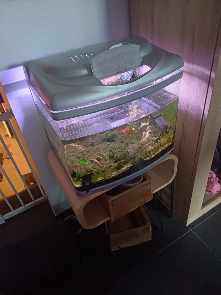 Aquarium met 10 tal vissen, Ophalen, Verwarming, Filter