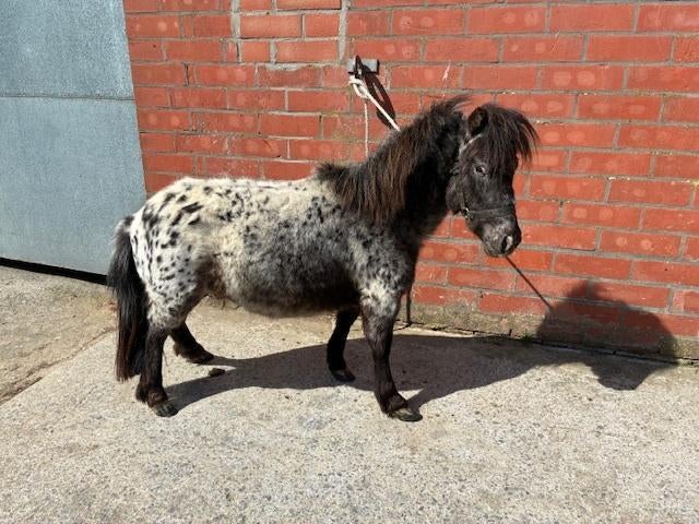 Pony, Dieren en Toebehoren, 0 tot 2 jaar, Hengst, A pony (tot 1.17m), Gechipt