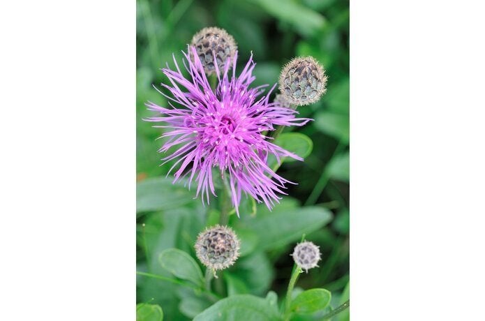 Centaurea scabiosa -  grote Centaurie, Tuin en Terras, Ophalen, Vaste plant