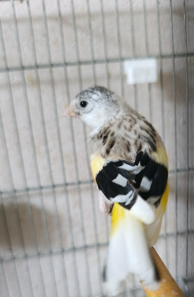 Chardonneret, Animaux & Accessoires, Mâle, Canari de couleur