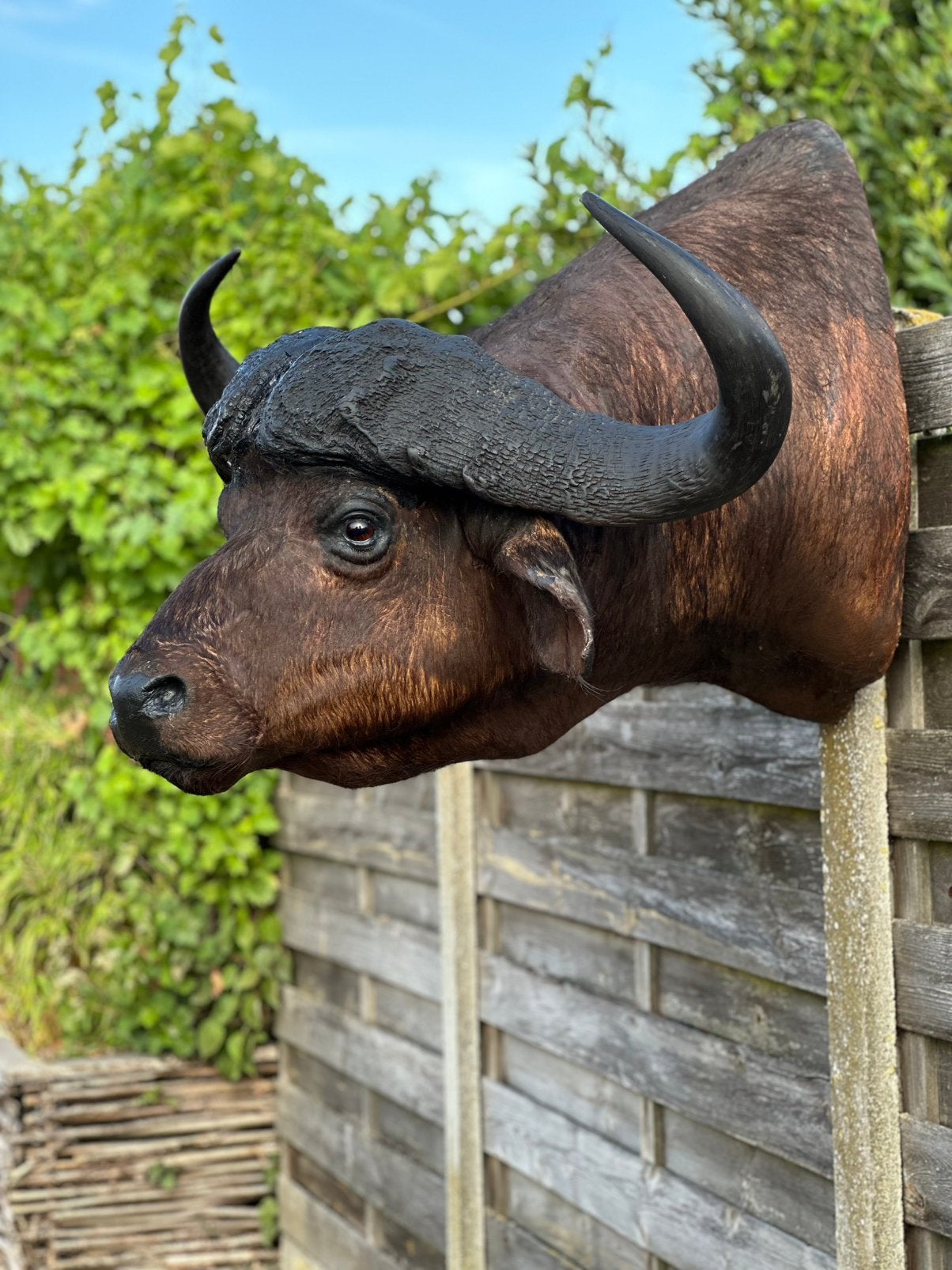 Opgezette kaffelbuffel groot, Ophalen
