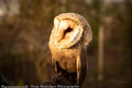 🦅 Stage de fauconnerie – Expérience unique avec rapace 🦅, Ophalen, Nieuw