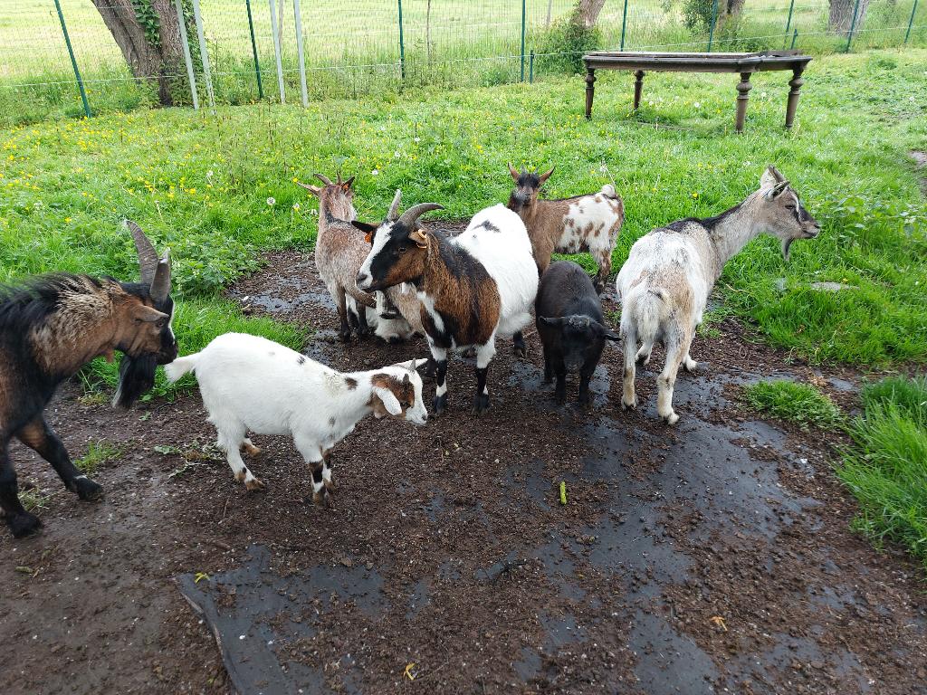 dwerggeiten te koop tricolore, Dieren en Toebehoren, Schapen, Geiten en Varkens, Meerdere dieren, Geit, 0 tot 2 jaar