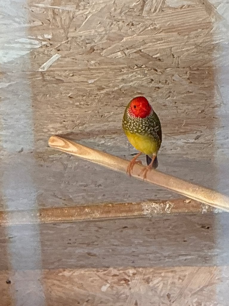 Binsenastrilde man, Animaux & Accessoires, Oiseaux | Oiseaux Autre, Mâle, Oiseau tropical
