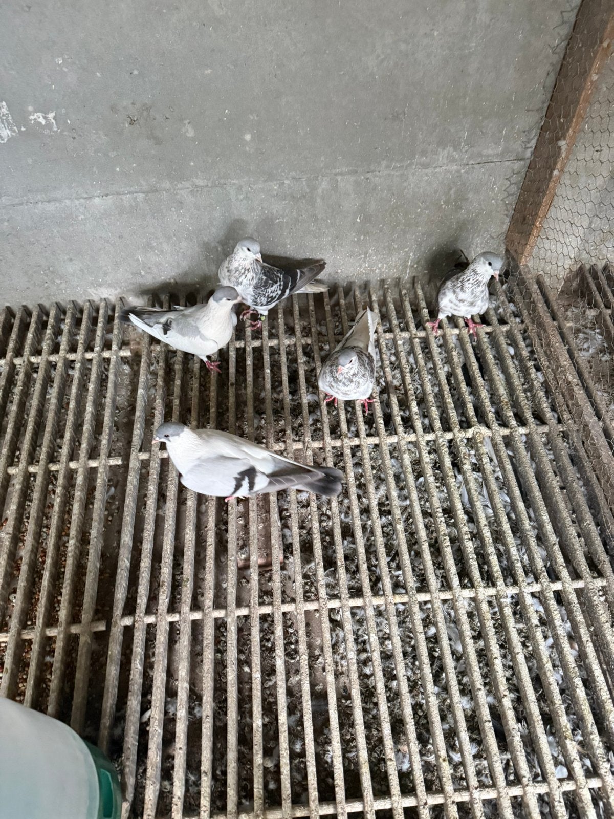 Duiven, Dieren en Toebehoren