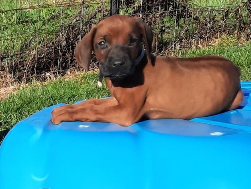 Chiots Rhodesian Ridgeback avec pedigree, Autres races, 8 à 15 semaines, Plusieurs, Éleveur | Loisir