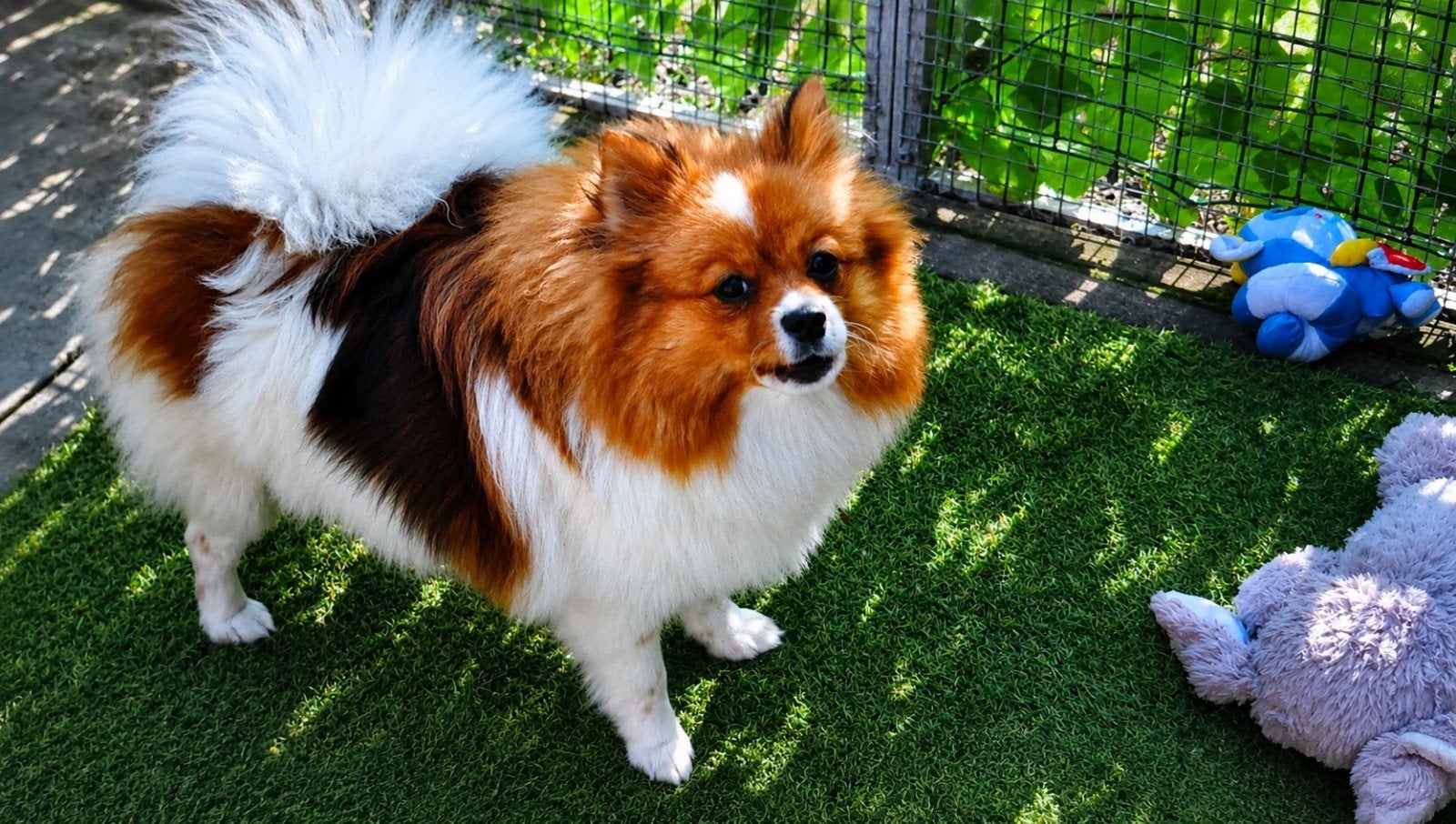 pomeriaan x, Dieren en Toebehoren, België, Particulier, Keeshond, CDV (hondenziekte)
