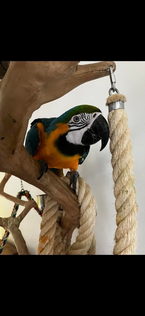 Onafscheidelijk koppel Blauw-gele Ara’s (Coco & Maya) –, Dieren en Toebehoren, Pratend