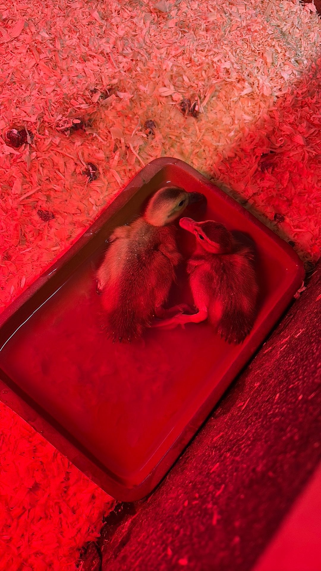 Jonge loopeendjes, Dieren en Toebehoren