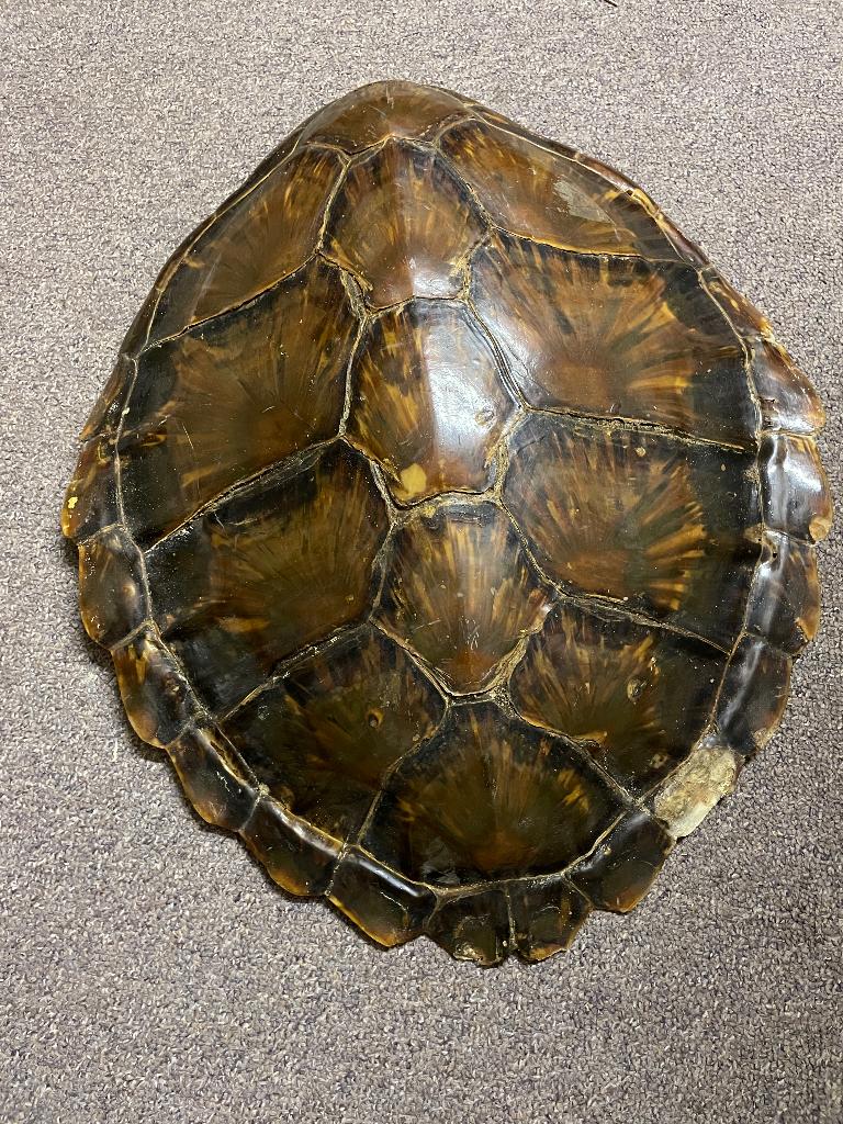 décoration unique en forme de carapace de tortue POTK ! !, Enlèvement ou Envoi, Utilisé