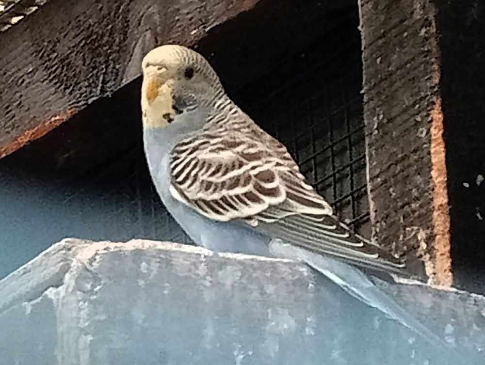 jonge parkiet, Dieren en Toebehoren, Parkiet