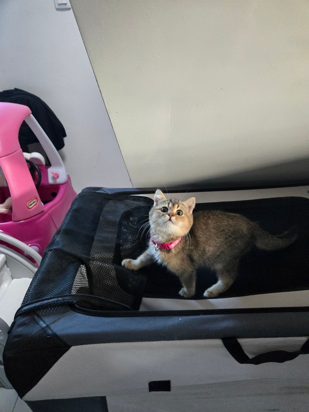 brits korthaar, Animaux & Accessoires, Chatte ou Chat, Avec puce électronique, 0 à 2 ans