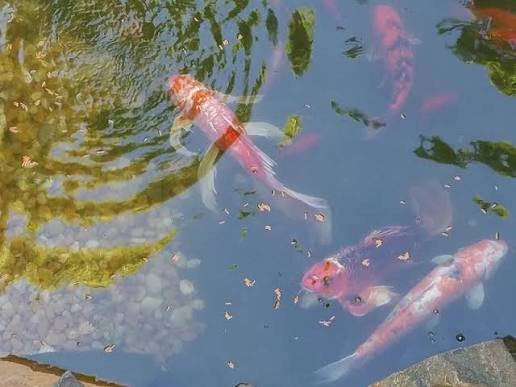 Gezocht vijvervissen, Dieren en Toebehoren