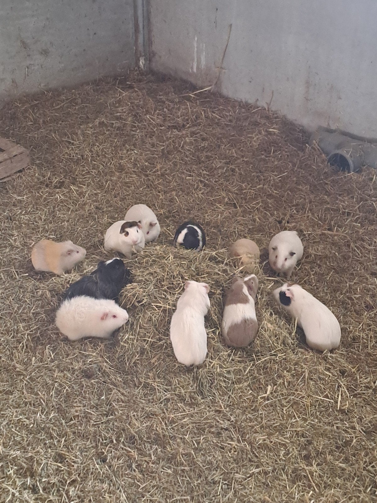 Cavia beertjes, Animaux & Accessoires, Rongeurs, Cobaye, Février