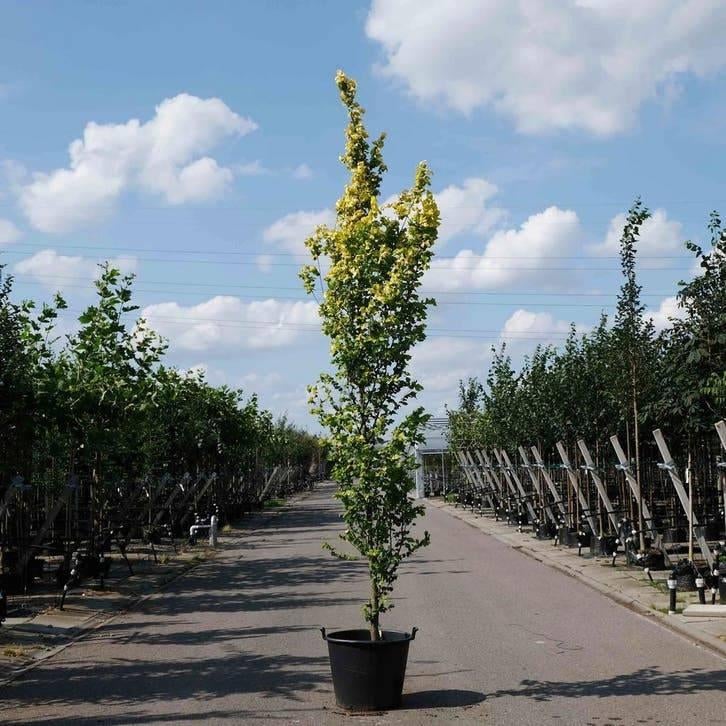 Goudiep (Ulmus hollandica ‘Wredei’) – Smalle Gouden Sierboom