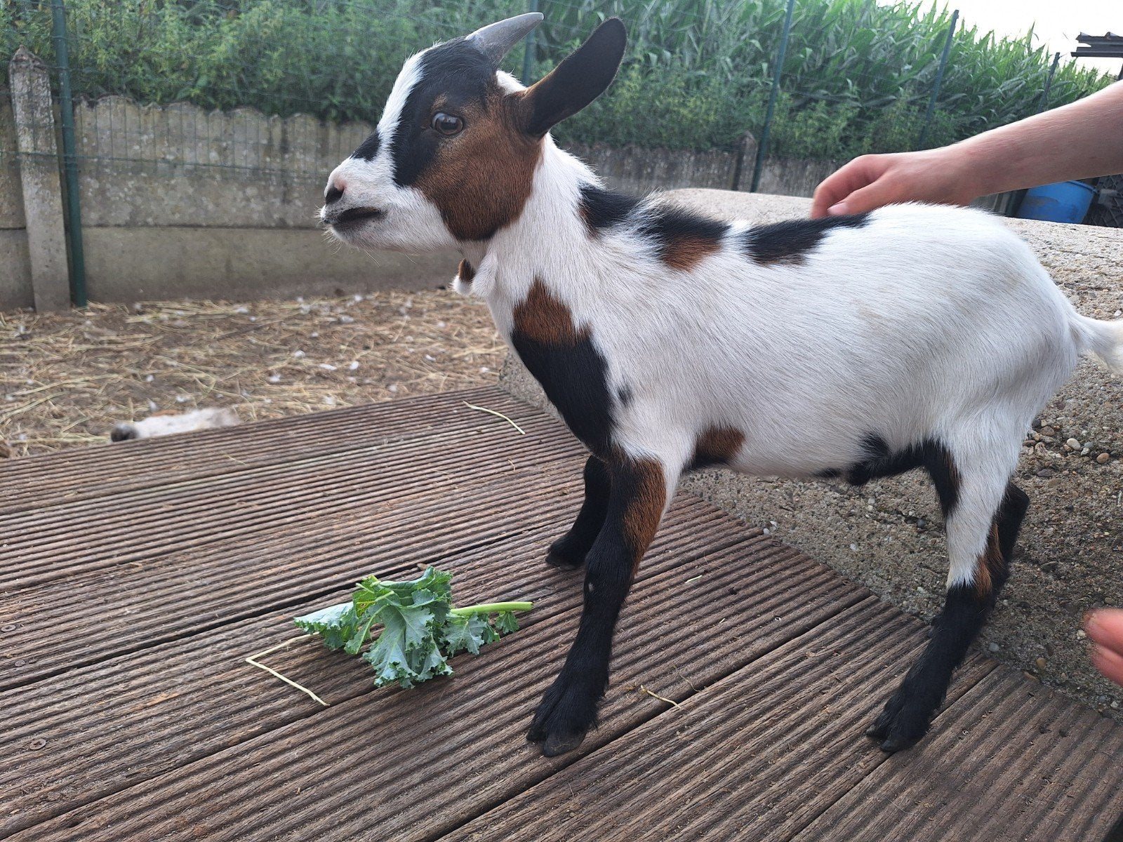 dwerggeit bokje, Dieren en Toebehoren, Mannelijk, Geit, 0 tot 2 jaar