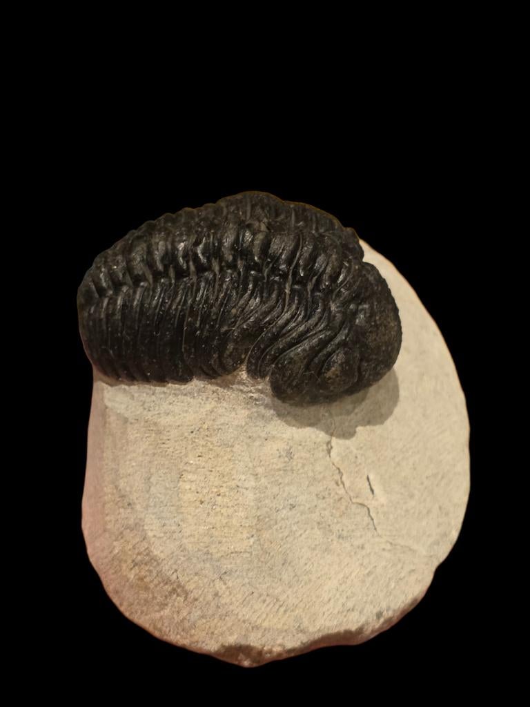 Prachtige trilobiet phacops uit marokko 7,2 cm matrix., Verzamelen, Mineralen en Fossielen, Ophalen of Verzenden, Fossiel