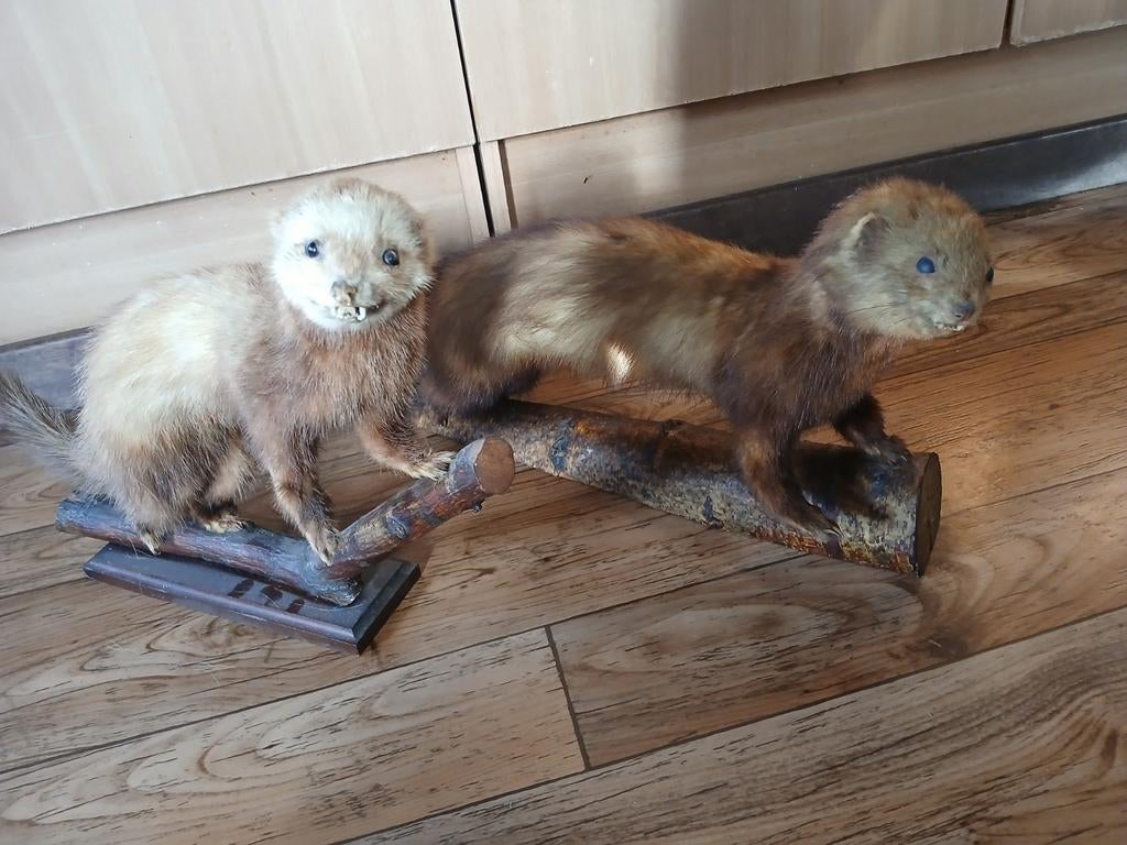Opgezette hermelijn, Verzamelen, Dierenverzamelingen, Ophalen of Verzenden, Zo goed als nieuw