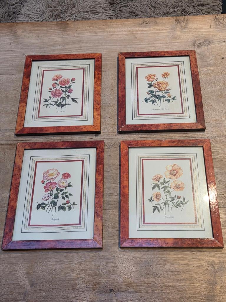 Vintage botanische rozenlithografie - 4 verschillende, Vintage, Enlèvement, Comme neuf, Encadré
