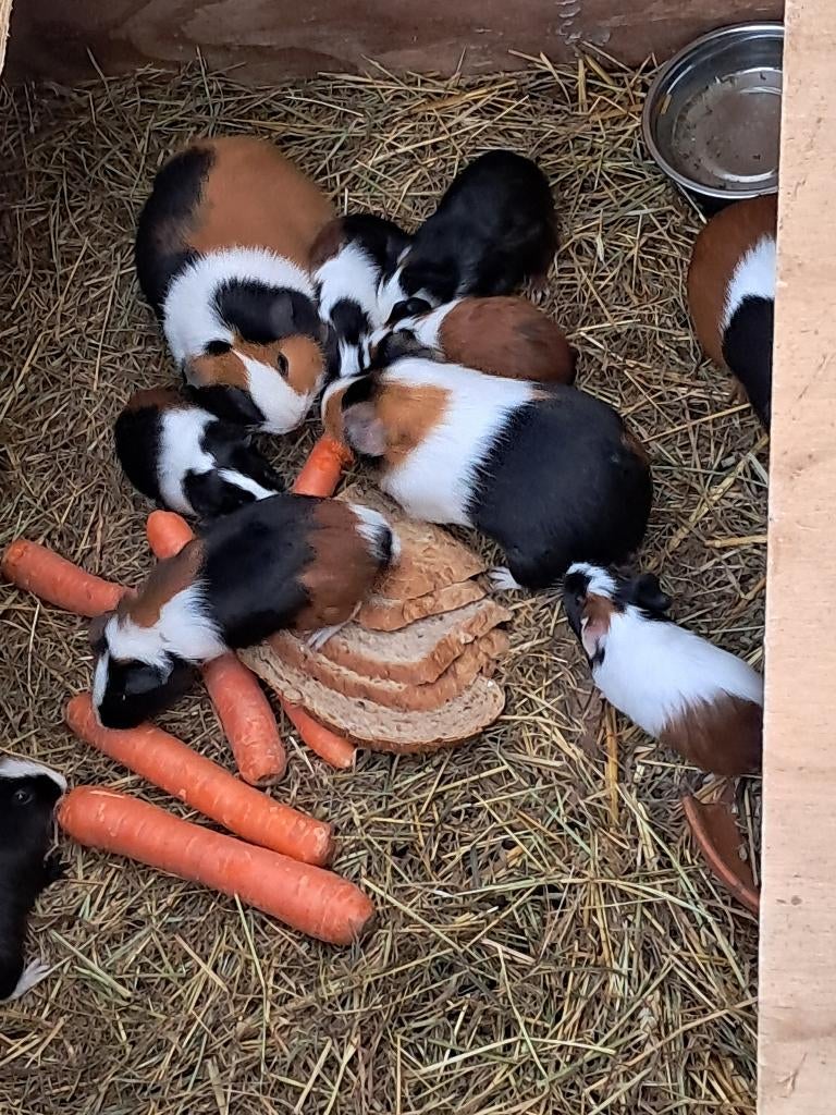 Cavia's tricolor, Dieren en Toebehoren, Januari, Cavia, Tam